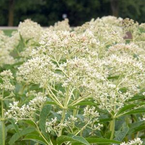 Eupatorium maculatum 'Album', Leverkruid (= maculatum)