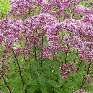 Eupatorium maculatum 'JS Humble', Leverkruid