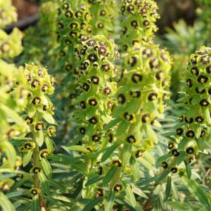 Euphorbia chariacas 'Black Pearl', Wolfsmelk