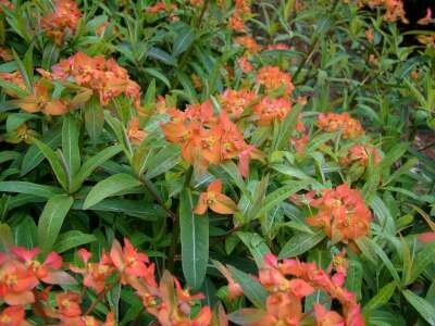 Euphorbia griffithii 'Fireglow', Wolfsmelk