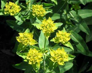 Euphorbia schillingii, Wolfsmelk