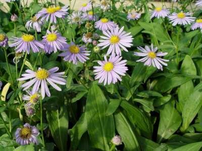 Eurybia spectabilis 'JS Macho Blue', Aster