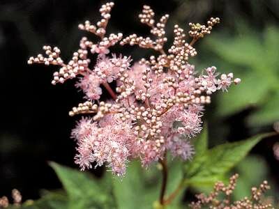 Filipendula purpurea 'Elegans', Moerasspirea