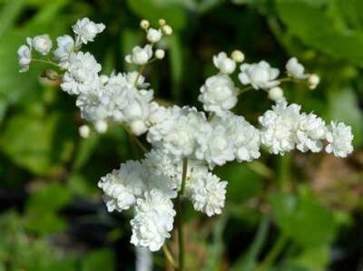 Filipendula ulmaria 'Plena', Moerasspirea (= Multiplex, Flore Pleno)