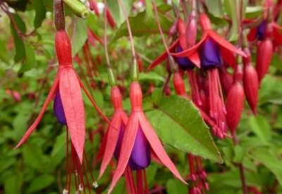 Fuchsia magellanica gracillis, Bellenplant