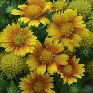 Gaillardia 'Arizona Apricot', Kokardebloem