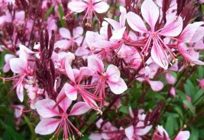 Gaura lindheimeri 'Cherry Brandy', Prachtkaars