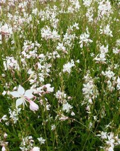 Gaura lindheimeri 'White Dove', Prachtkaars