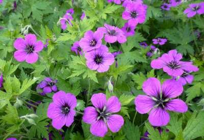 Geranium 'Anne Thomson', Ooievaarsbek