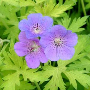 Geranium 'Blue Sunrise', ® Ooievaarsbek