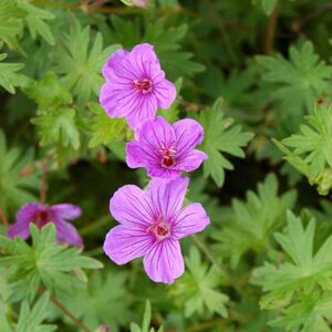 Geranium 'Dilys', Ooievaarsbek