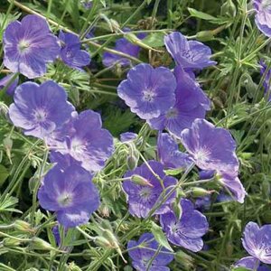 Geranium 'Eureka Blue', Ooievaarsbek