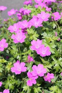 Geranium 'JS Deux Fleurs', Ooievaarsbek