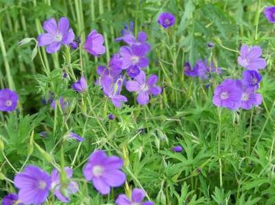 Geranium 'Nimbus', Ooievaarsbek