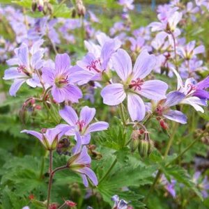 Geranium 'Prelude', Ooievaarsbek