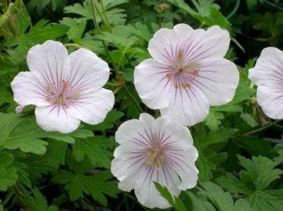 Geranium 'Derrick Cook', Ooievaarsbek