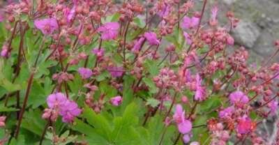 Geranium 'Sandy's Smile', Ooievaarsbek