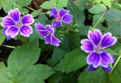 Geranium nodosum 'Clos du Coudray', Ooievaarsbek