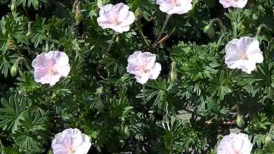 Geranium sanguineum 'Apfelblute', Ooievaarsbek