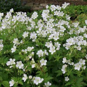 Geranium sylvaticum 'Album', Bosooievaarsbek