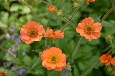 Geum 'Totally Tangerine', Nagelkruid