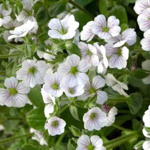 Gypsophila cerastioides, Gipskruid