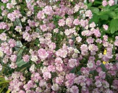 Gypsophila paniculata 'Flamingo', Gipskruid