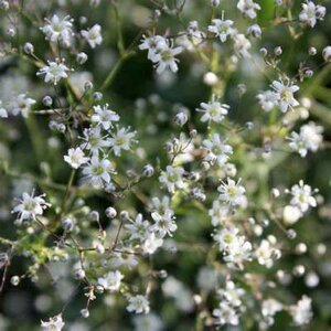 Gypsophila paniculata 'Schneeflocke', Gipskruid