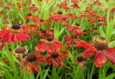 Helenium 'Kupferzwerg', Zonnekruid