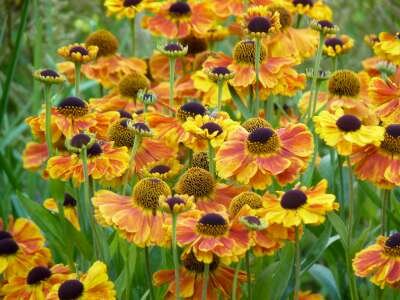 Helenium 'Sahin's Early Flowerer', Zonnekruid