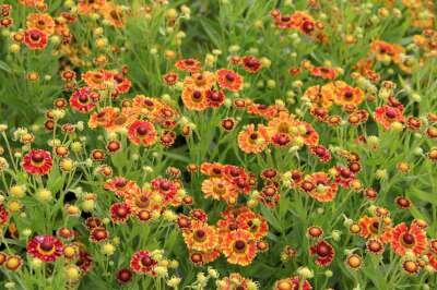 Helenium autumnale 'Fuego', Zonnekruid