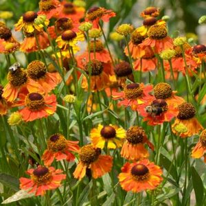 Helenium 'Mardi Gras', Zonnekruid