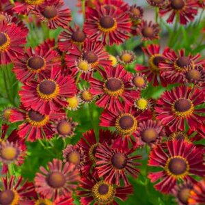 Helenium autumnale 'Siesta', Zonnekruid