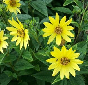 Helianthus 'Lemon Queen', Zonnebloem