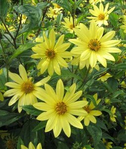 Helianthus microcephalis, Zonnebloem