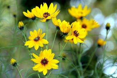 Helianthus salicifolius, Zonnebloem