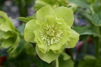 Helleborus orientalis 'Double Ellen Green', Kerstroos,Nieskruid