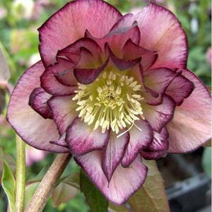 Helleborus orientalis 'Double Ellen Picotee', Kerstroos,Nieskruid