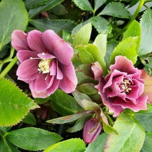 Helleborus orientalis 'Double Ellen Red', Kerstroos,Nieskruid