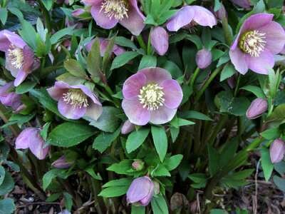 Helleborus orientalis 'Pink Lady', Kerstroos,Nieskruid