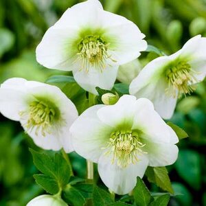 Helleborus orientalis 'White Lady', Kerstroos,Nieskruid