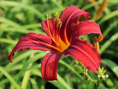 Hemerocallis 'Crimson Pirate', Daglelie