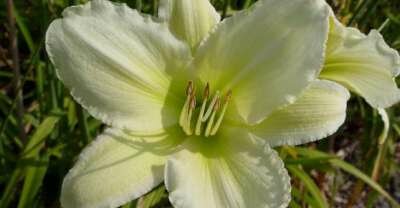 Hemerocallis 'Light The Way', Daglelie