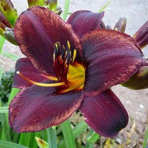 Hemerocallis 'Sweet Hot Chocolate', Daglelie