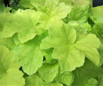 Heuchera 'Citronella', Purperklokje