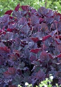 Heuchera 'Forsted Violet', Purperklokje