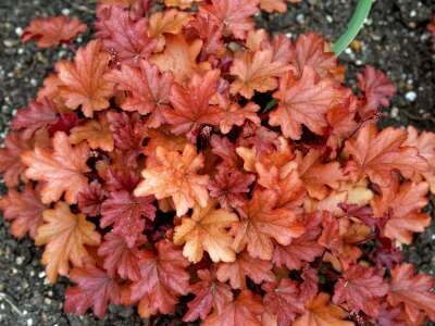 Heuchera 'Peach Flambé', Purperklokje