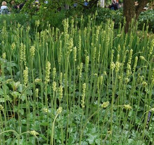 Heuchera cylindrica 'Greenfinch', Purperklokje