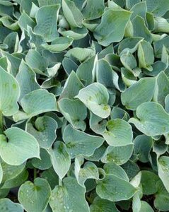 Hosta 'Blue Wedgwood', Hartlelie