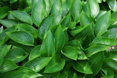 Hosta 'Devon Green', Hartlelie